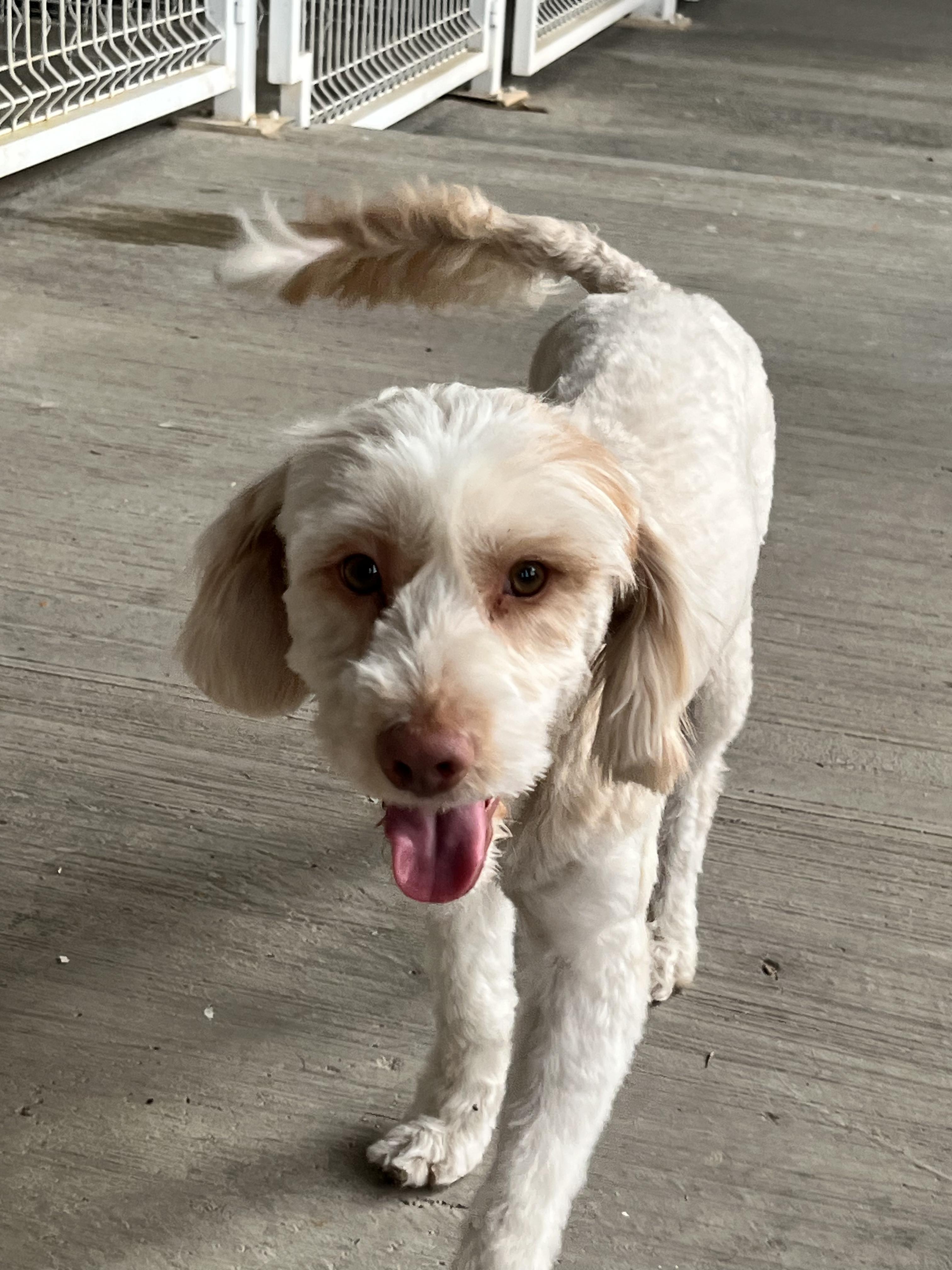 Frosty, an adopted Maltese in Missoula, MT image 2/6