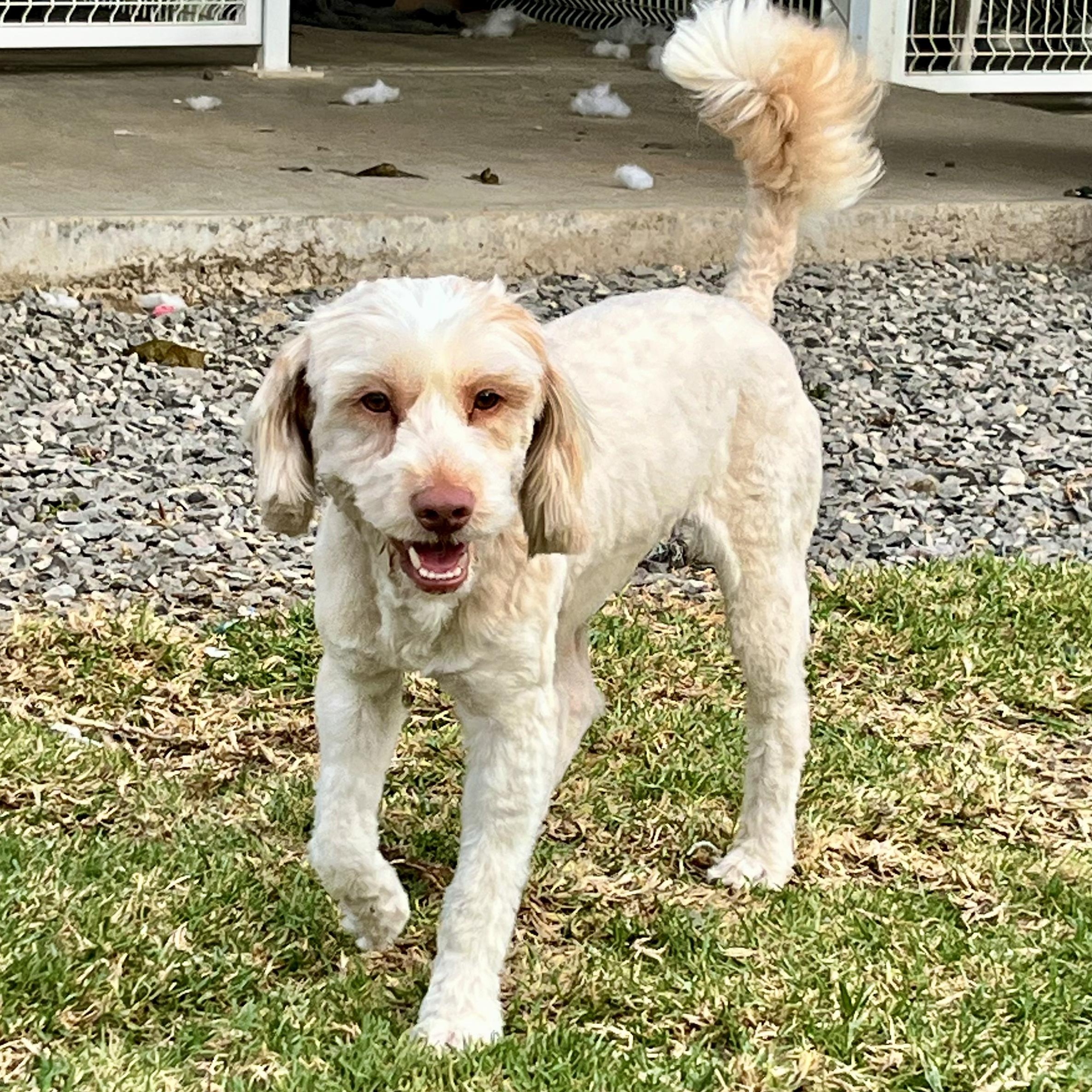 Frosty, adopted, Young Male Maltese.