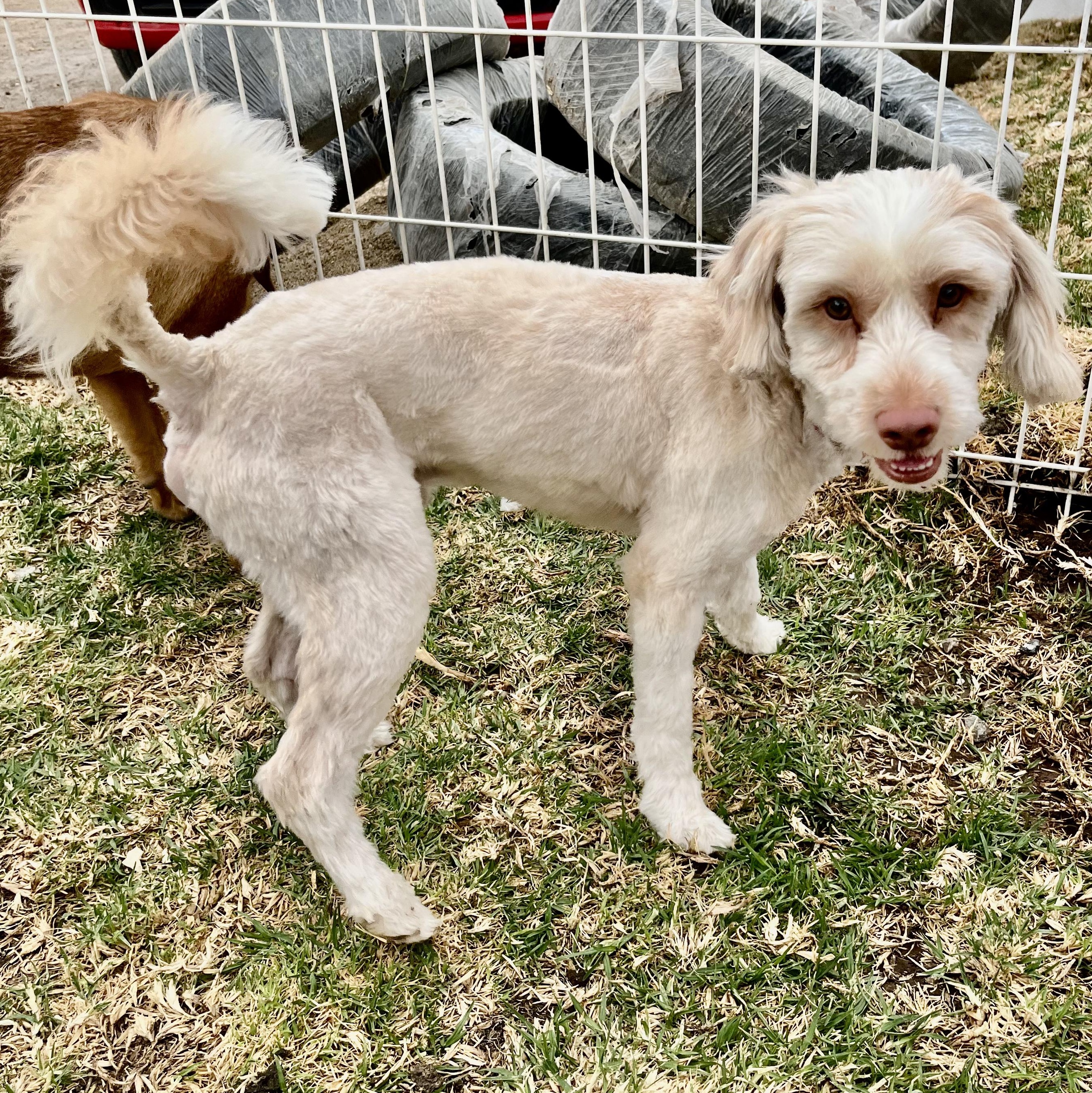 Frosty, an adopted Maltese in Missoula, MT image 3/6