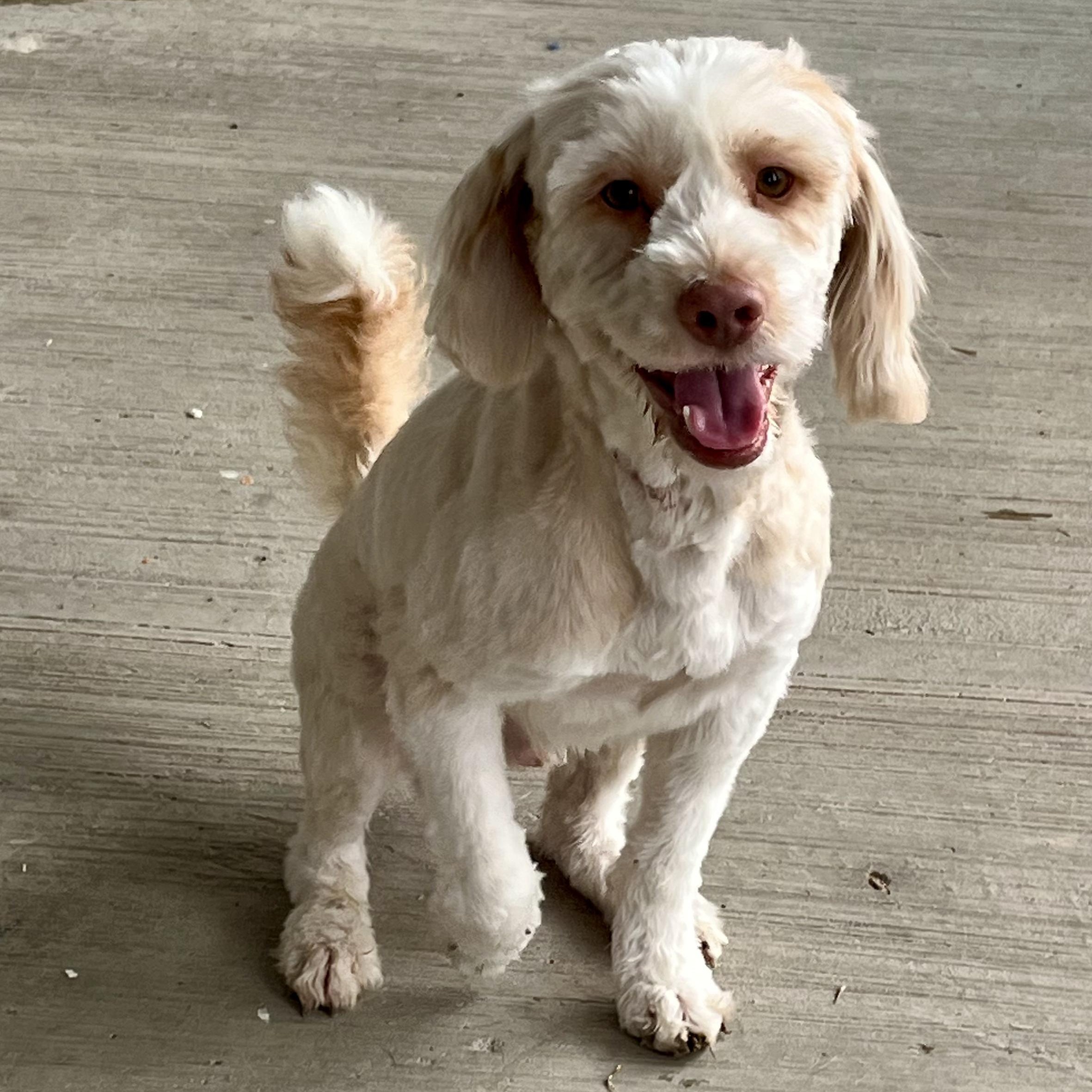 Frosty, an adopted Maltese in Missoula, MT image 4/6