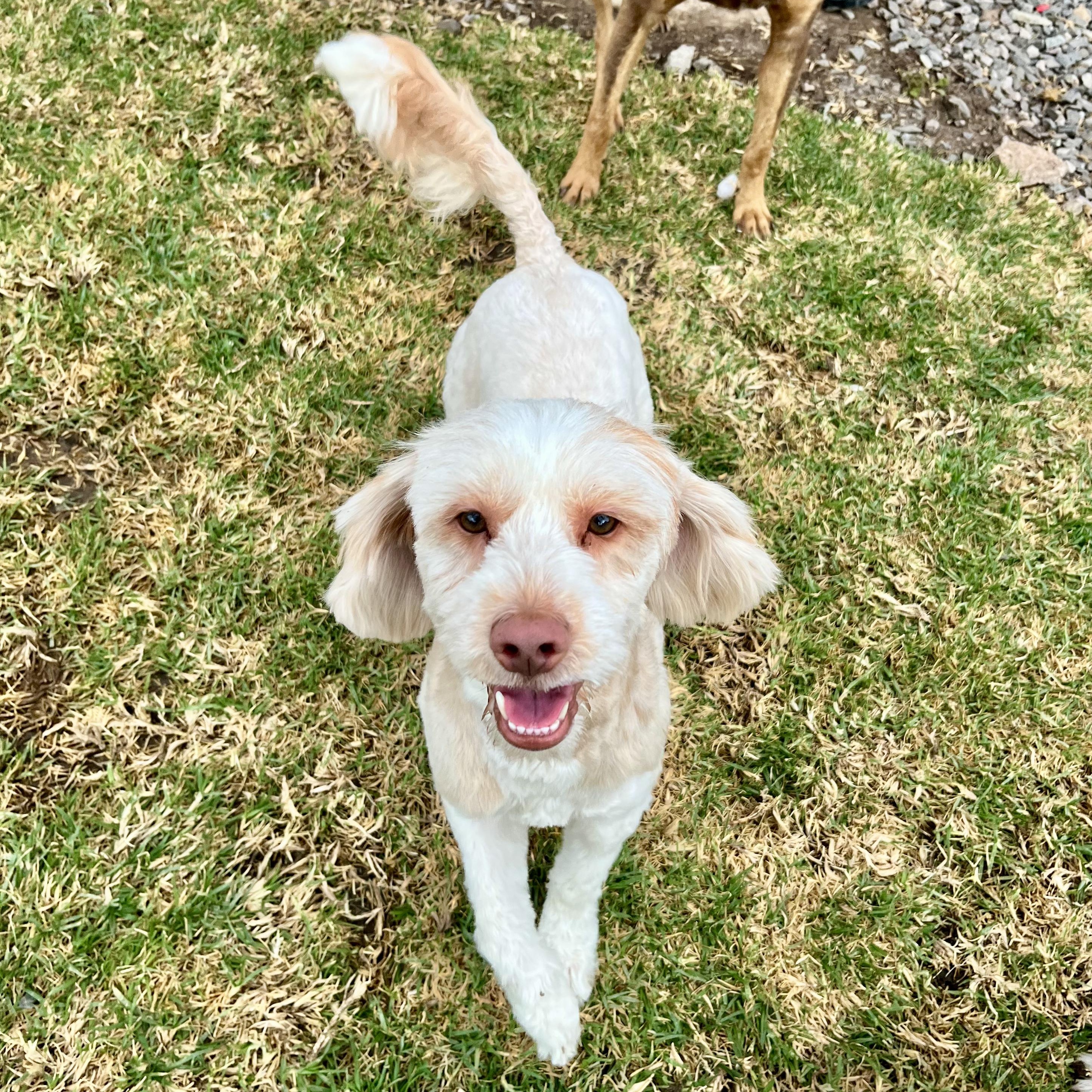 Frosty, an adopted Maltese in Missoula, MT image 5/6