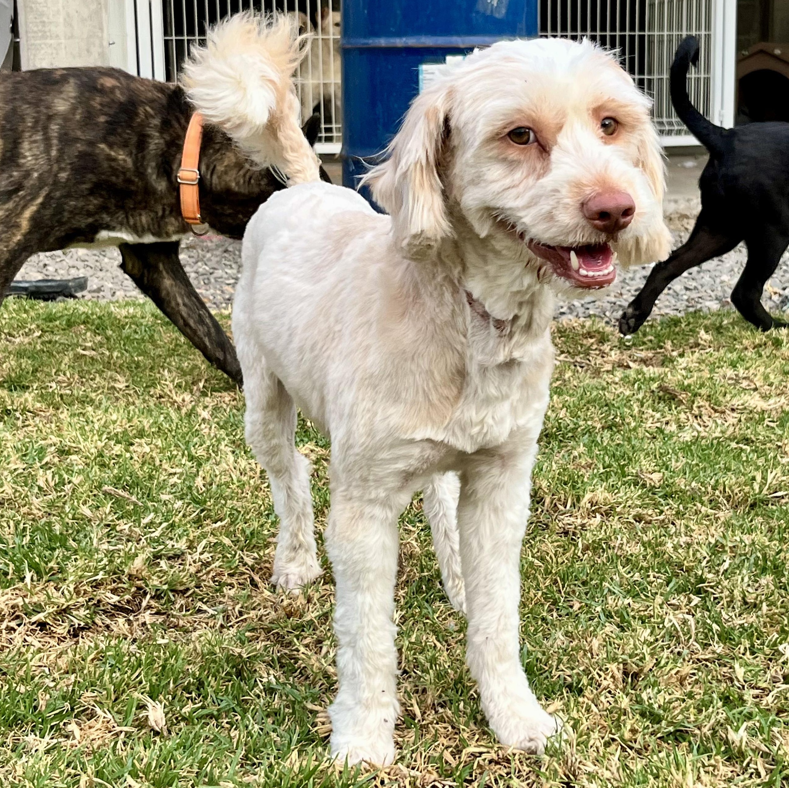 Frosty, an adopted Maltese in Missoula, MT image 6/6