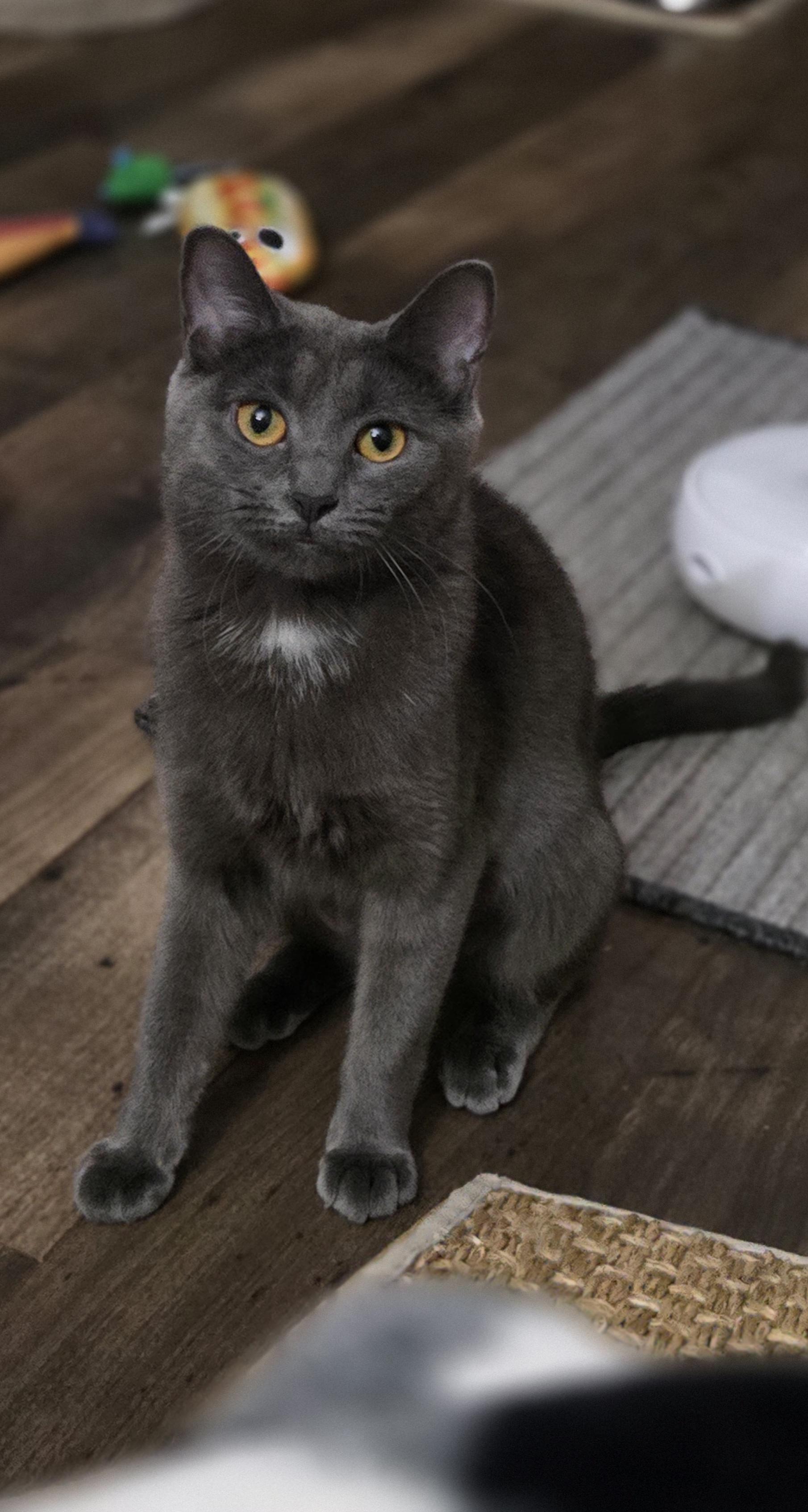 Pizza, a ADOPTABLE Domestic Short Hair in Grove City, OH image 5/5