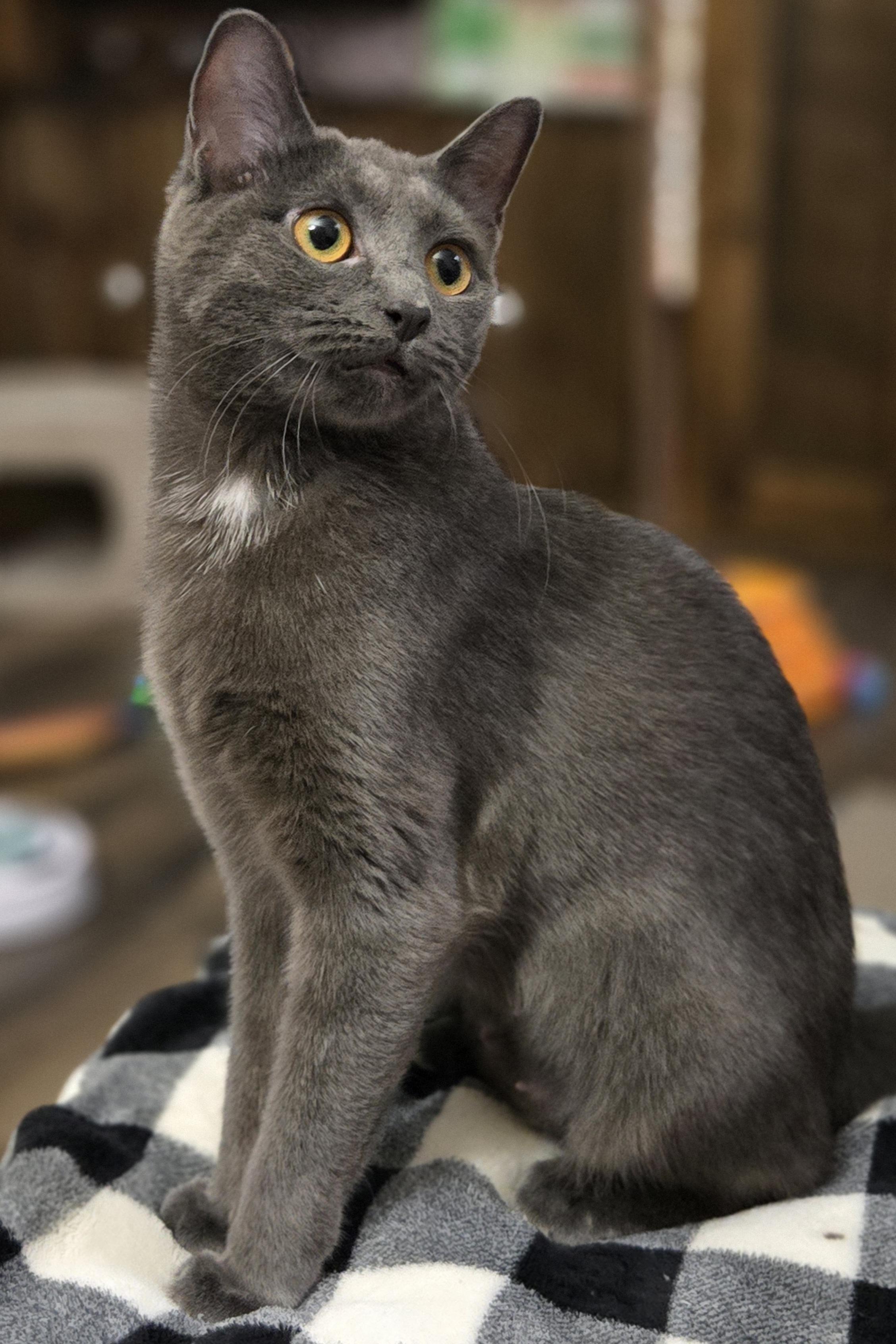 Pizza, a ADOPTABLE Domestic Short Hair in Grove City, OH image 3/5