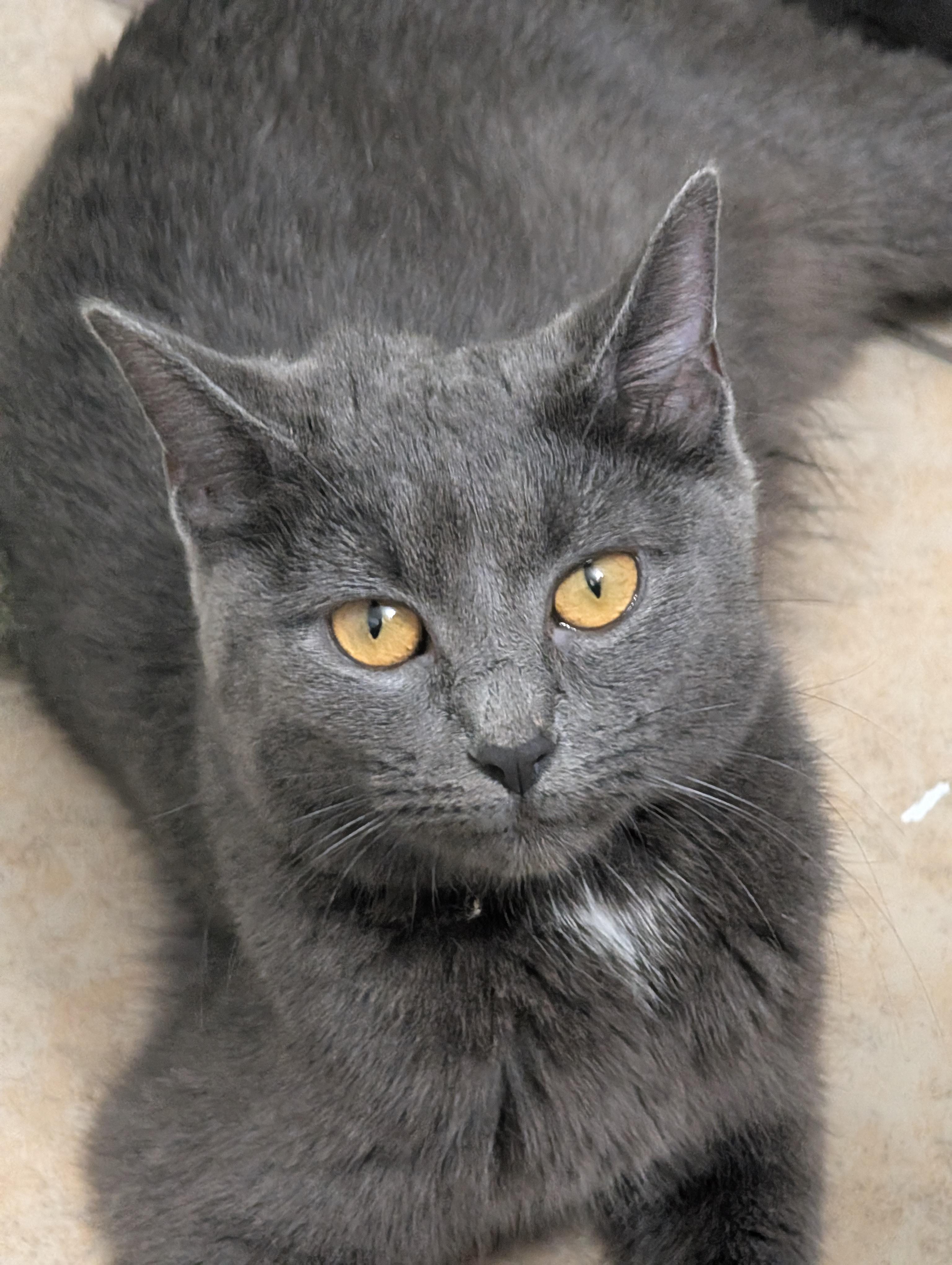 Pizza, a ADOPTABLE Domestic Short Hair in Grove City, OH image 1/5