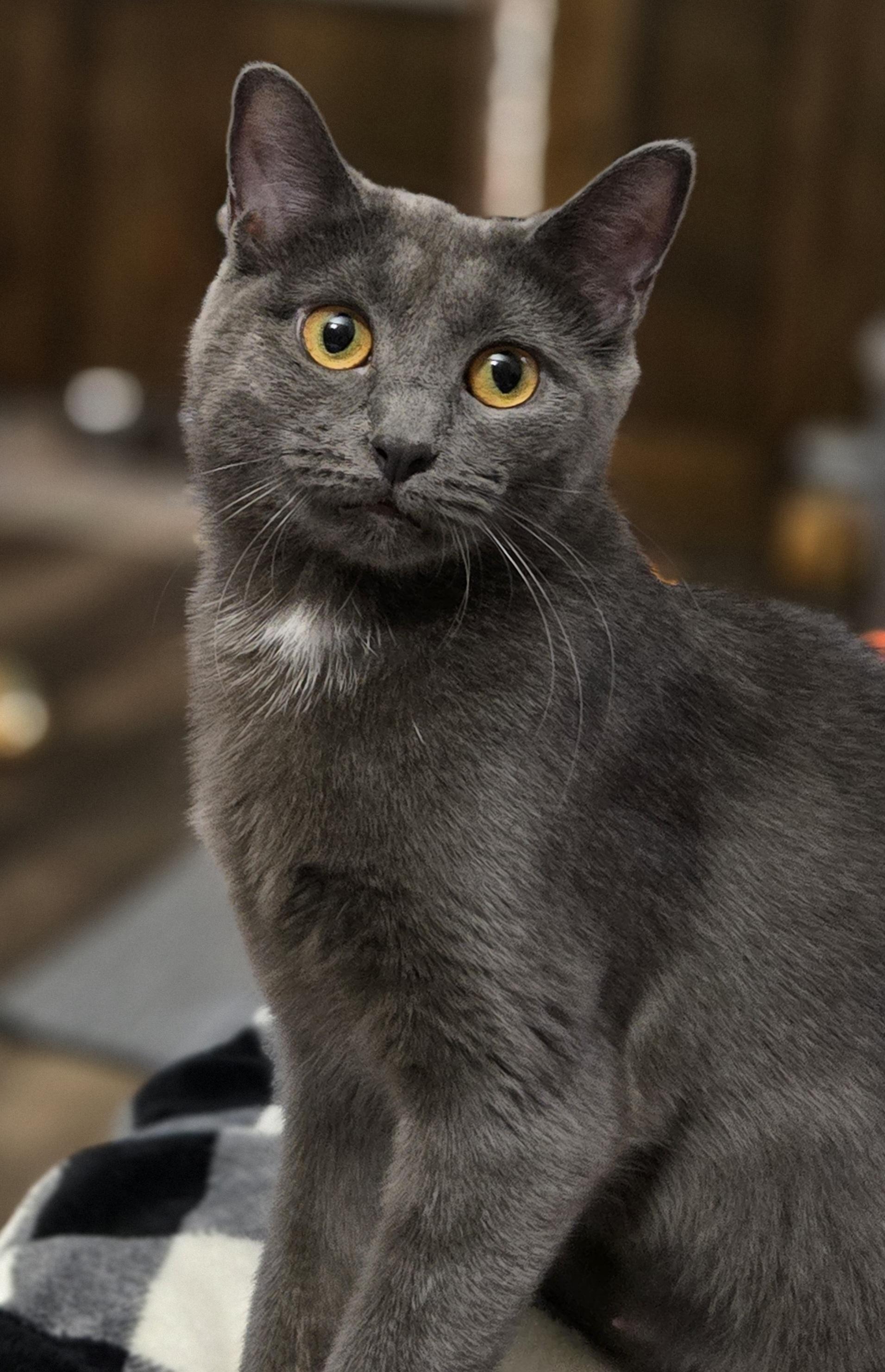 Pizza, a ADOPTABLE Domestic Short Hair in Grove City, OH image 2/5