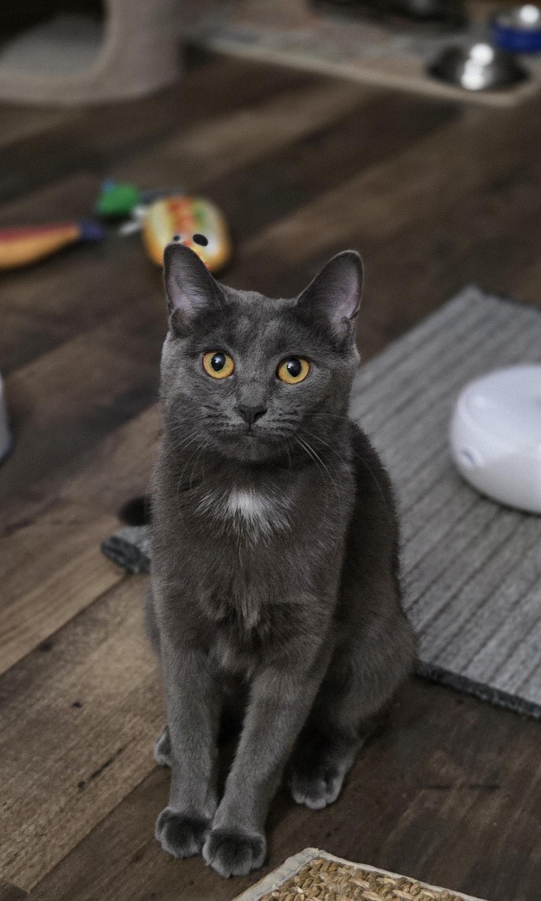 Pizza, a ADOPTABLE Domestic Short Hair in Grove City, OH image 4/5