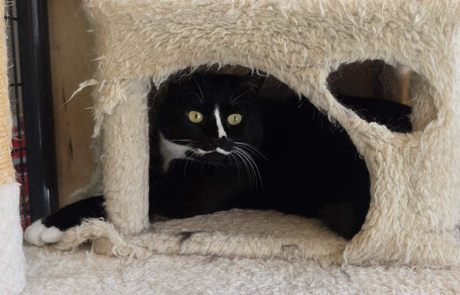 Dior, Adoptable, Young Female Domestic Short Hair.