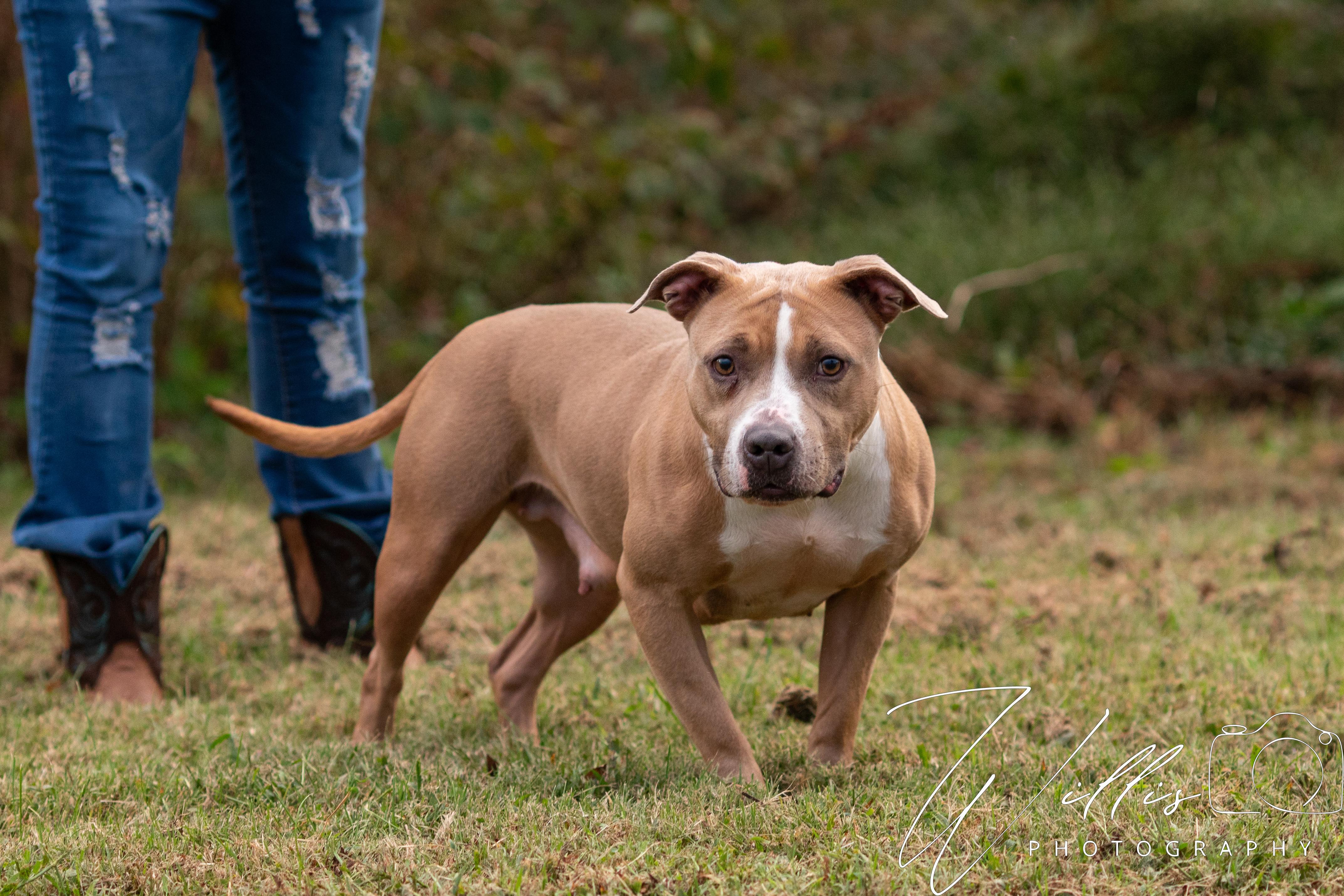 Brystal-Sponsored Adoption