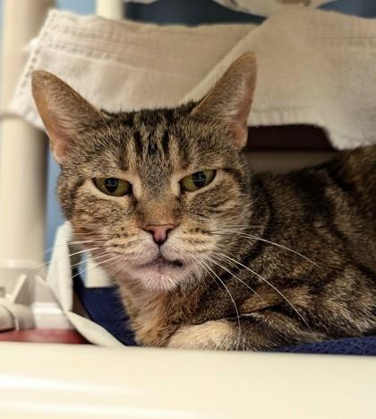 Enlarge Mrs. Arable - Available in Foster, a Adoptable Domestic Short Hair in Madison, NJ image 1/3