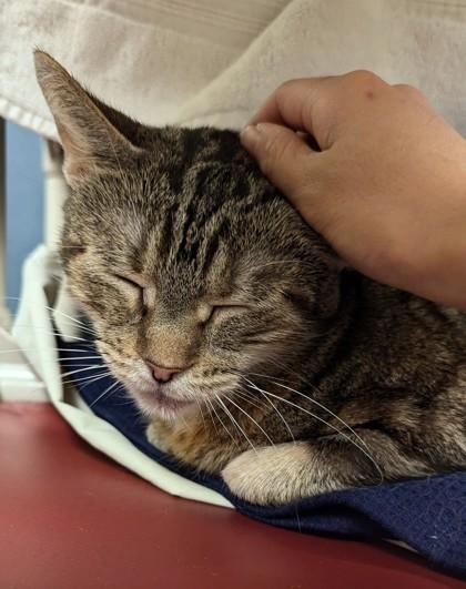 Enlarge Mrs. Arable - Available in Foster, a Adoptable Domestic Short Hair in Madison, NJ image 2/3