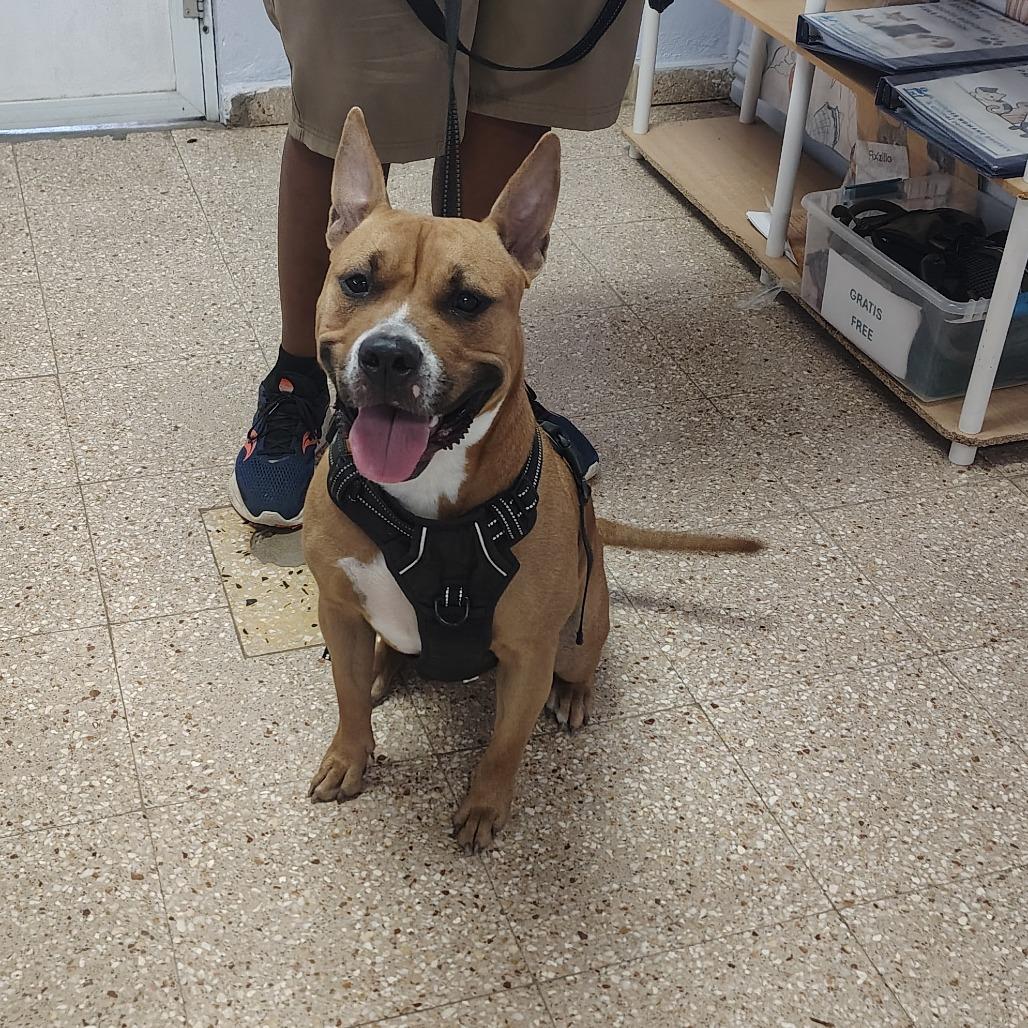 Enlarge Canela, a Adoptable mixed breed in Morristown, NJ image 1/1