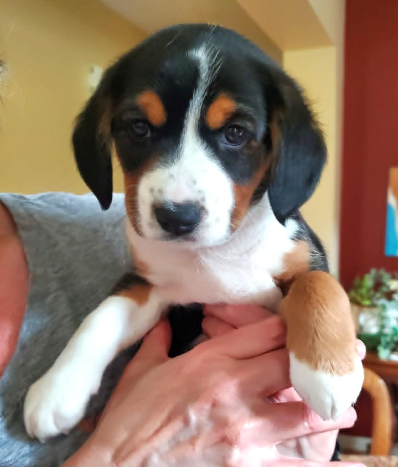 Ella- ADOPTION PENDING, Adoptable, Puppy Female Beagle & Toy Fox Terrier.