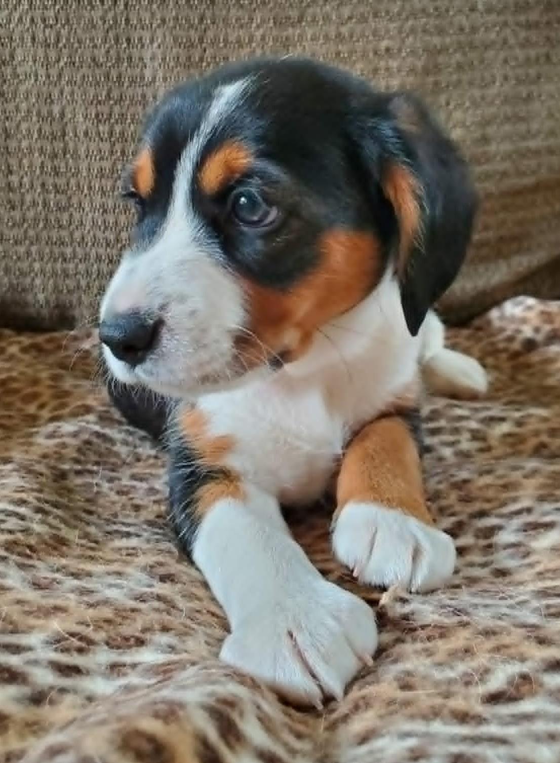 Ella- ADOPTION PENDING, a Adoptable mixed breed in Wood Dale, IL image 2/6