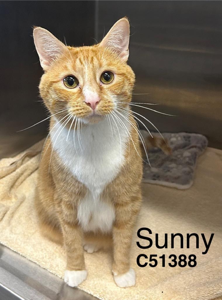 Enlarge Sunny, a Adoptable mixed breed in Clarksville, TN image 1/1