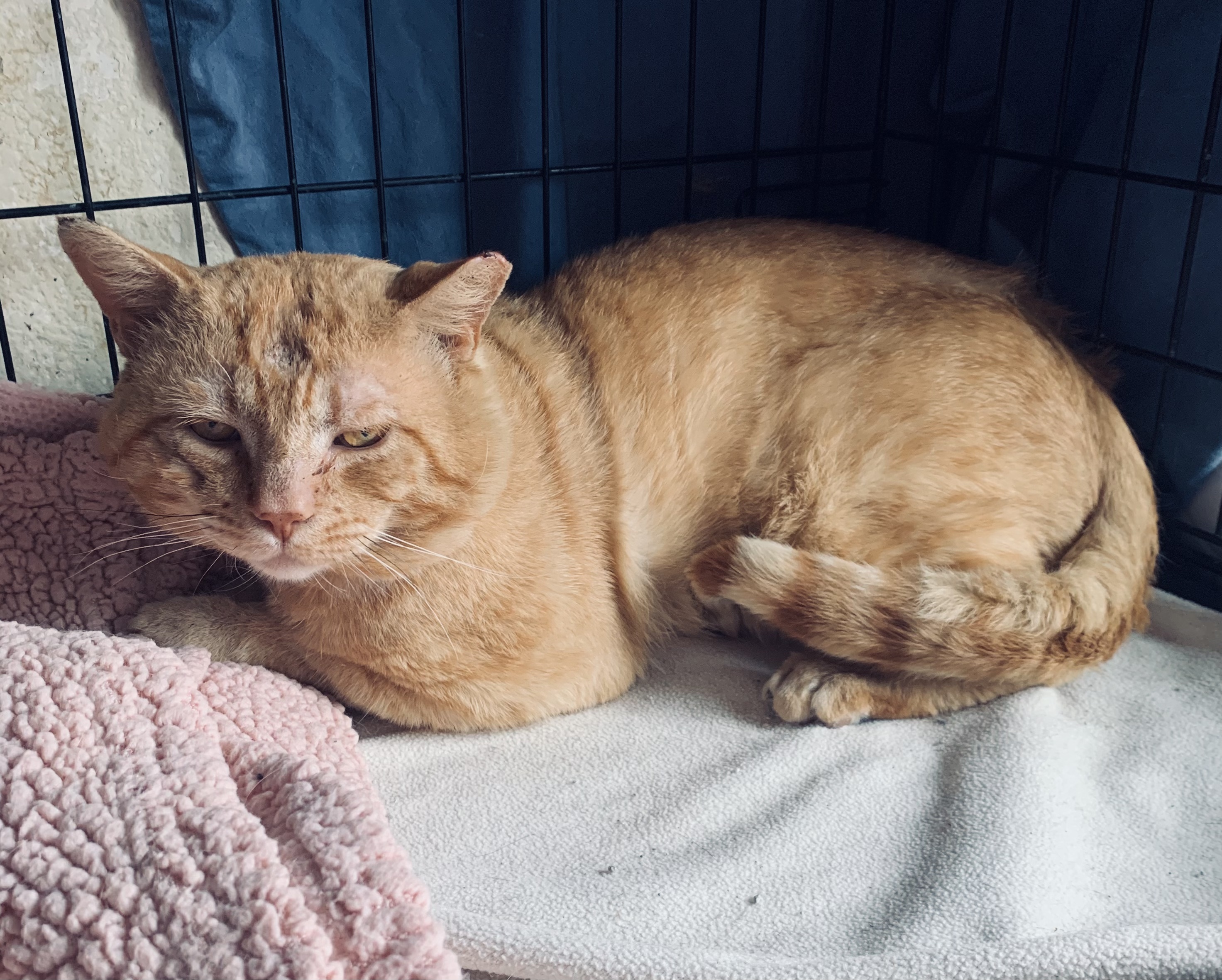 Dallas, Adoptable, Adult Male Domestic Short Hair.