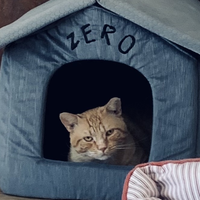 Dallas, a Adoptable Domestic Short Hair in Anaheim, CA image 2/4