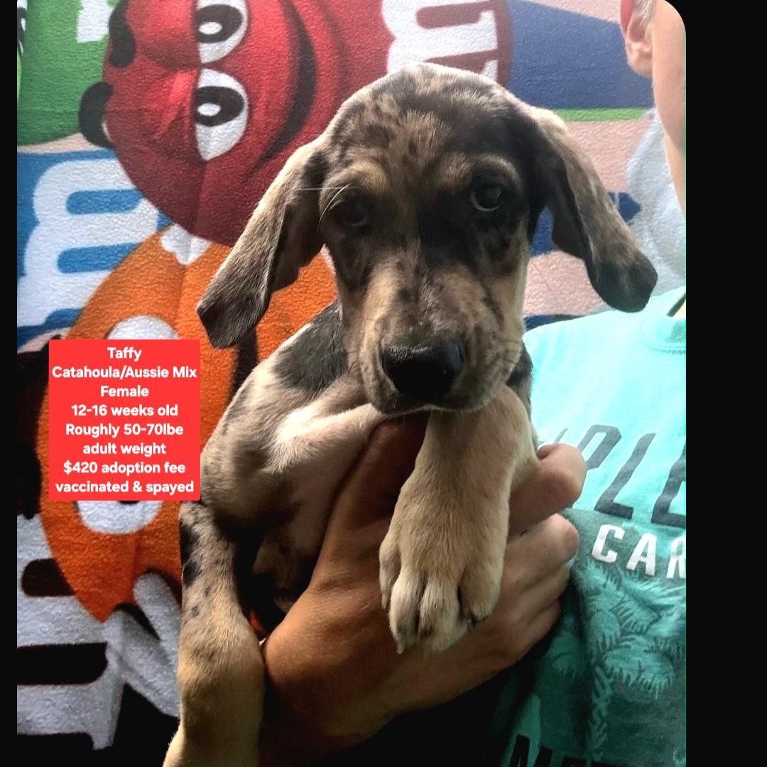 Enlarge Taffy, a ADOPTABLE mixed breed in Oviedo, FL image 1/1