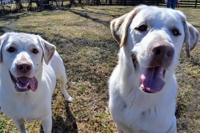 Sweet Face, Adoptable, Puppy Female Labrador Retriever.