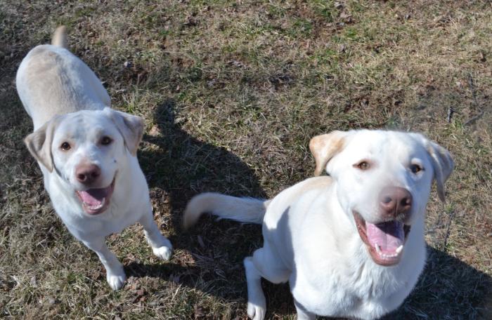 Enlarge Sweet Face, a Adoptable Labrador Retriever in Louisville, KY image 2/6