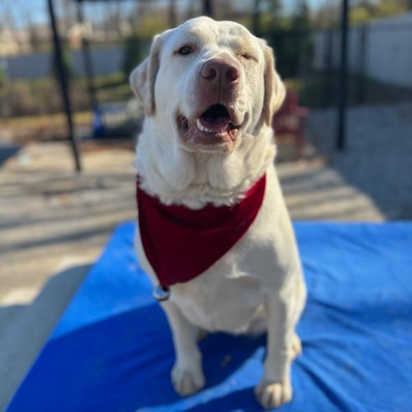Enlarge Sweet Face, a Adoptable Labrador Retriever in Louisville, KY image 4/6
