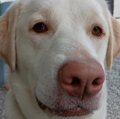 Enlarge Sweet Face, a Adoptable Labrador Retriever in Louisville, KY image 5/6