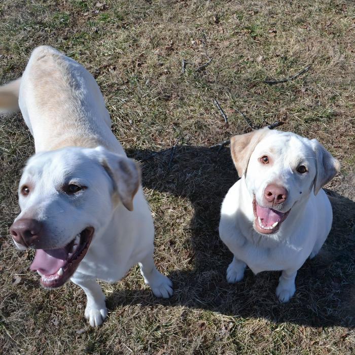 Enlarge Sweet Face, a Adoptable Labrador Retriever in Louisville, KY image 6/6
