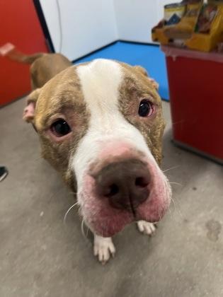 Simba FKA Stevie Wonder