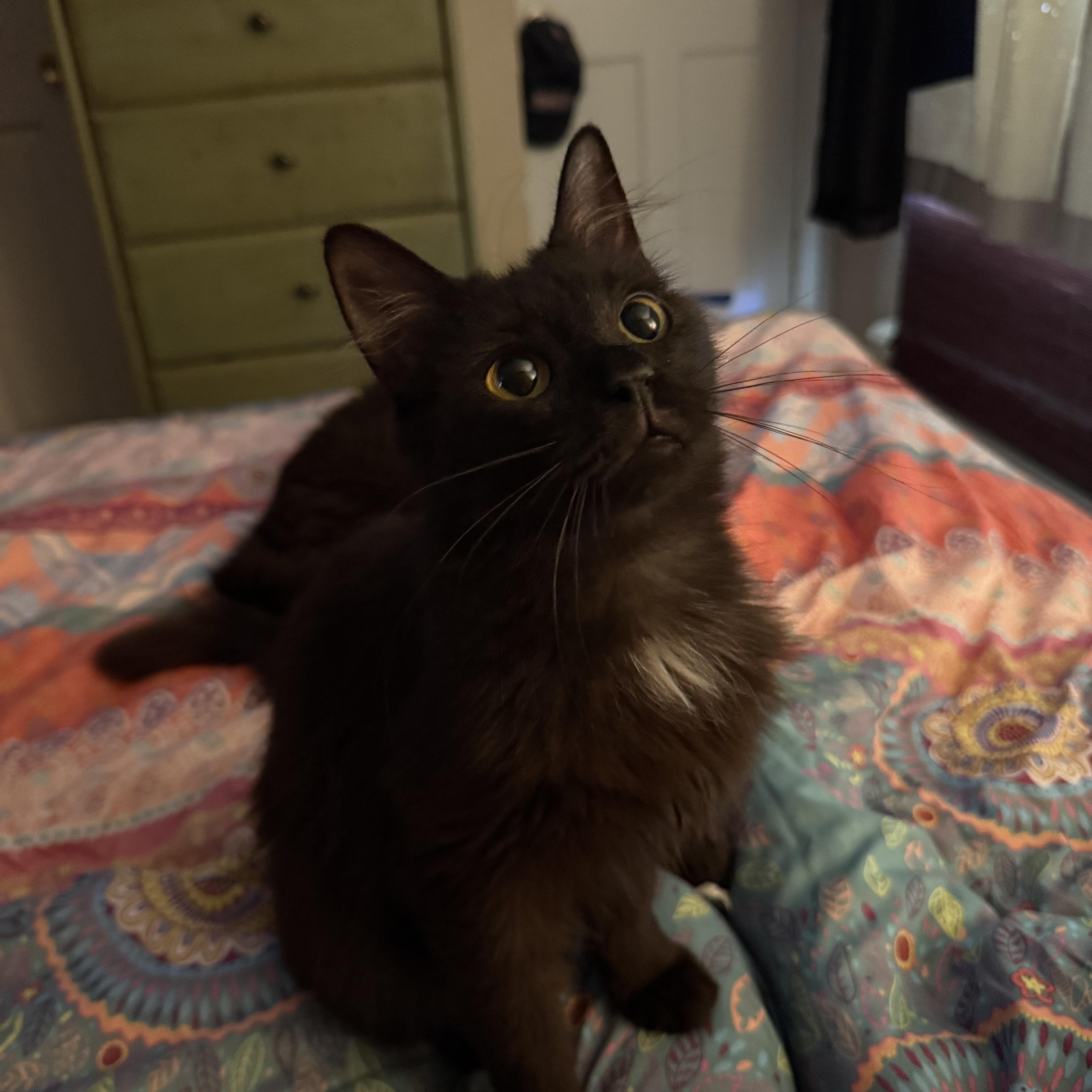 Tahiti, a ADOPTABLE mixed breed in Moriches, NY image 3/3