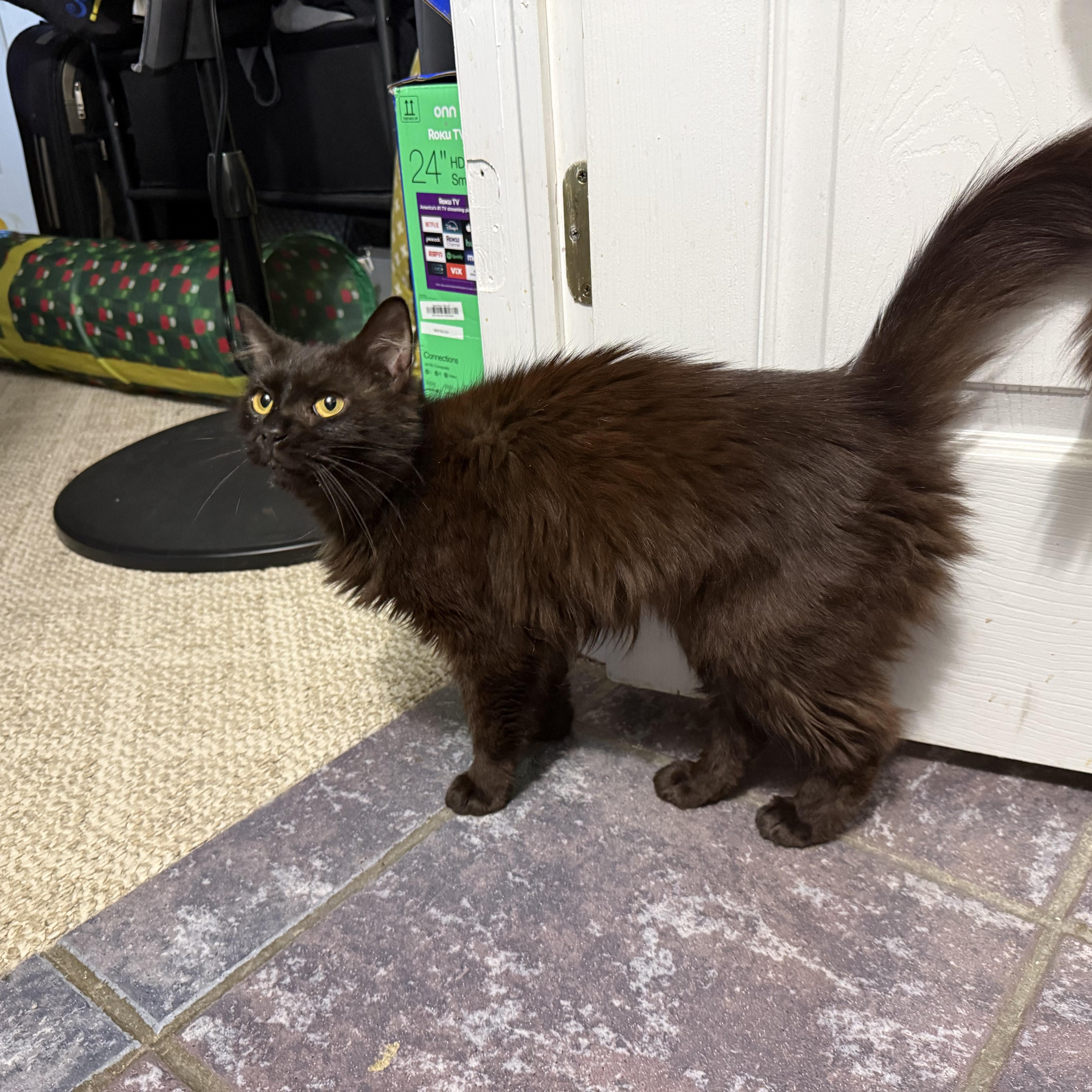 Tahiti, a ADOPTABLE mixed breed in Moriches, NY image 2/3