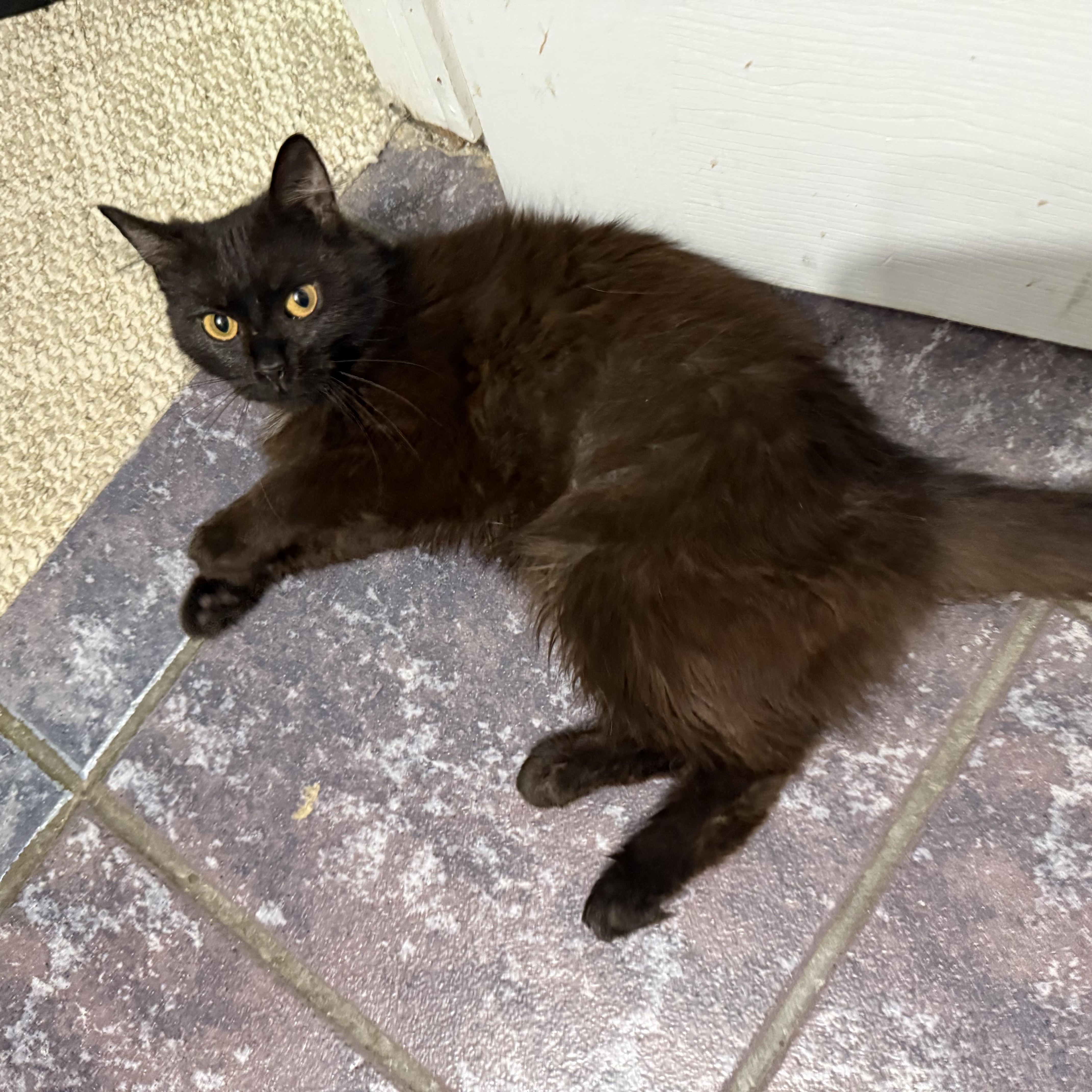Tahiti, ADOPTABLE, Young Female Domestic Long Hair.