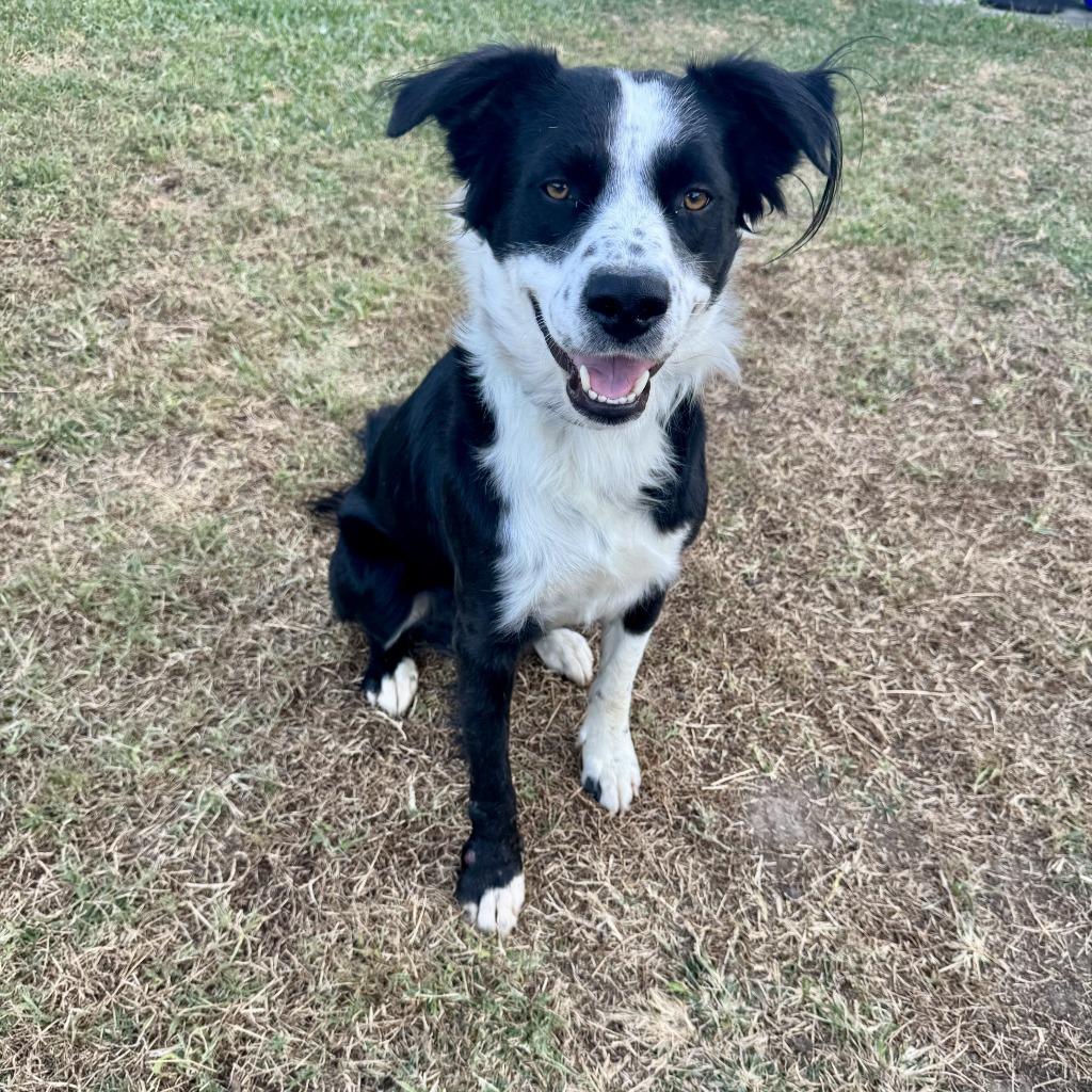 Cash, Adoptable, Adult Male Border Collie.