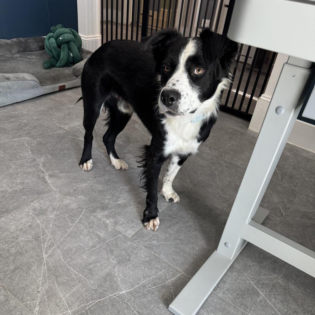 Enlarge Cash, a Adoptable Border Collie in The Woodlands, TX image 3/6