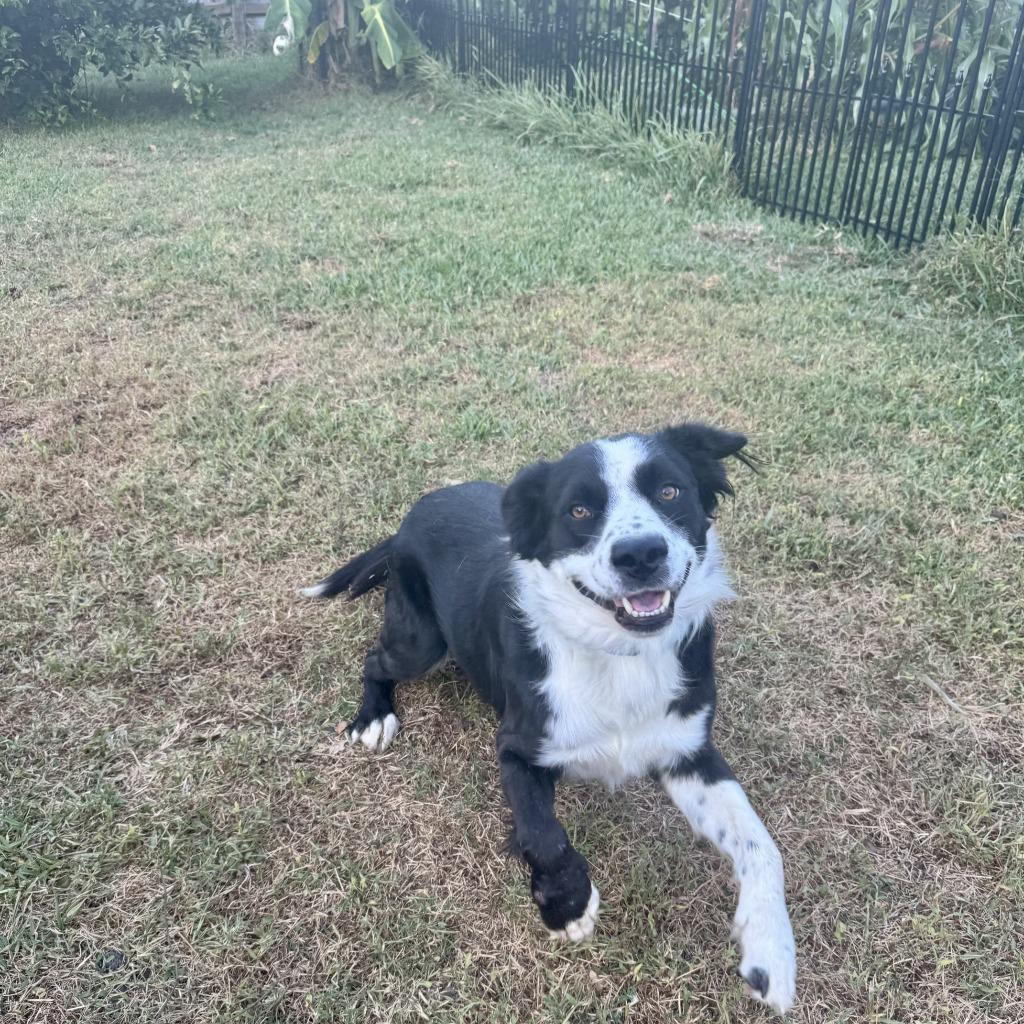 Enlarge Cash, a Adoptable Border Collie in The Woodlands, TX image 4/6