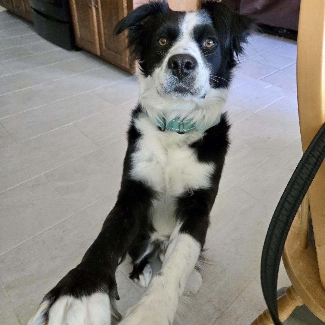 Enlarge Cash, a Adoptable Border Collie in The Woodlands, TX image 1/6