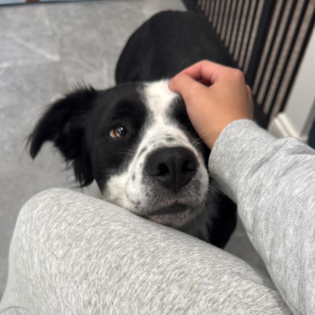 Enlarge Cash, a Adoptable Border Collie in The Woodlands, TX image 6/6
