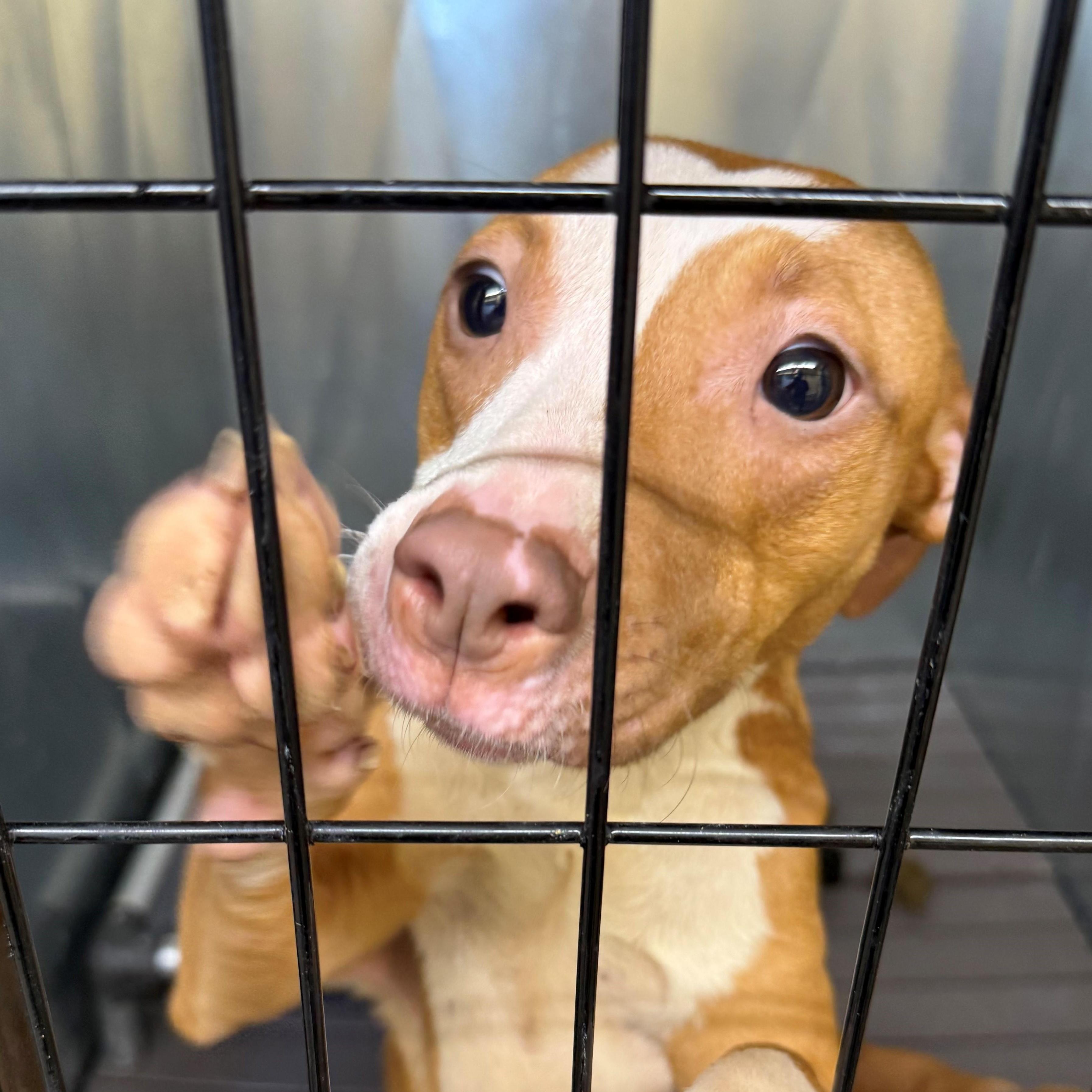 Aurora, ADOPTABLE, Young Female Pit Bull Terrier.