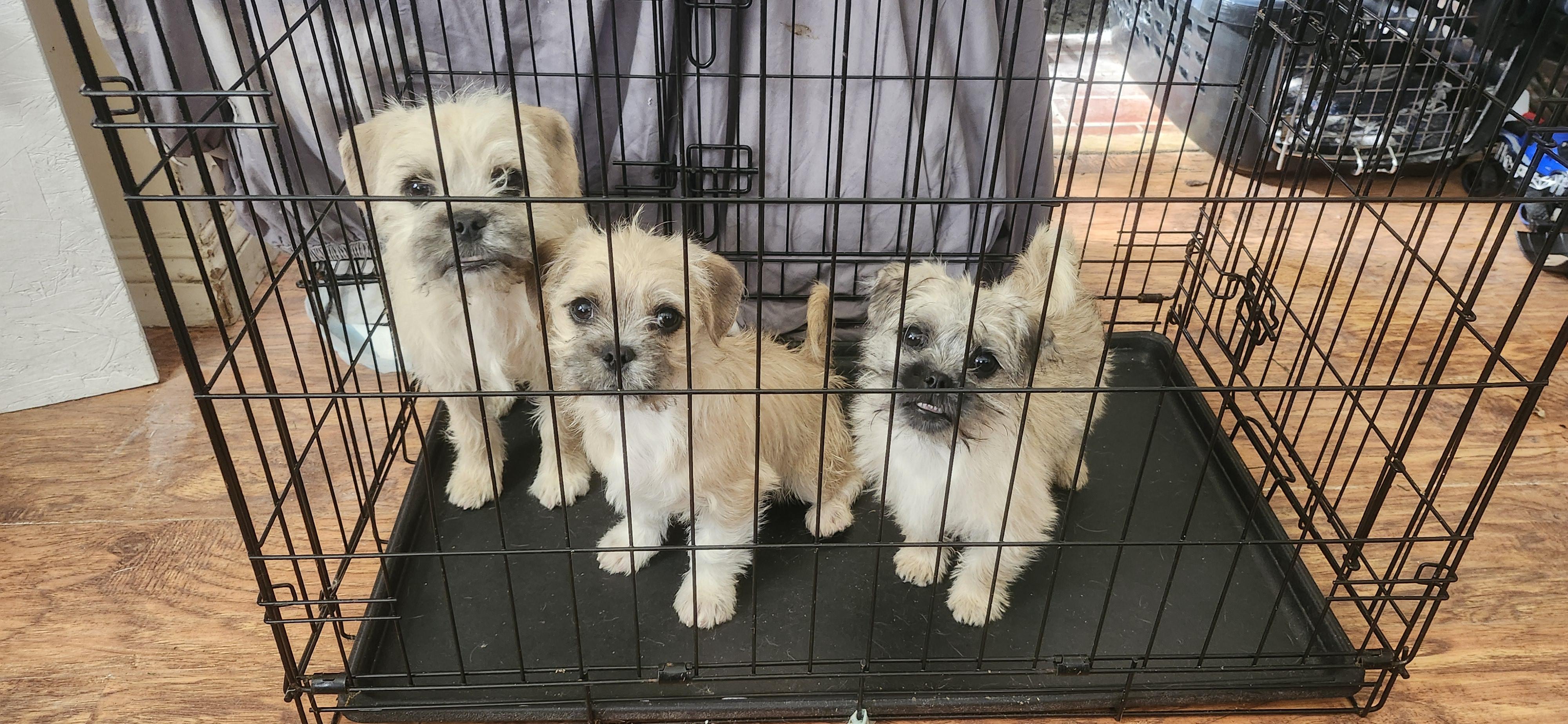 Ruffles , ADOPTABLE, Puppy Male Brussels Griffon & Maltipoo.