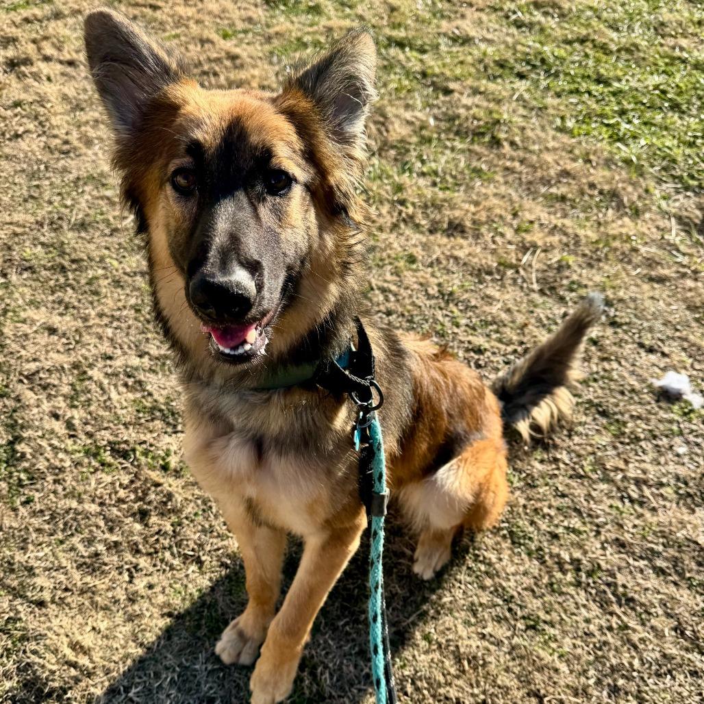Eco, Adoptable, Adult Female German Shepherd Dog.