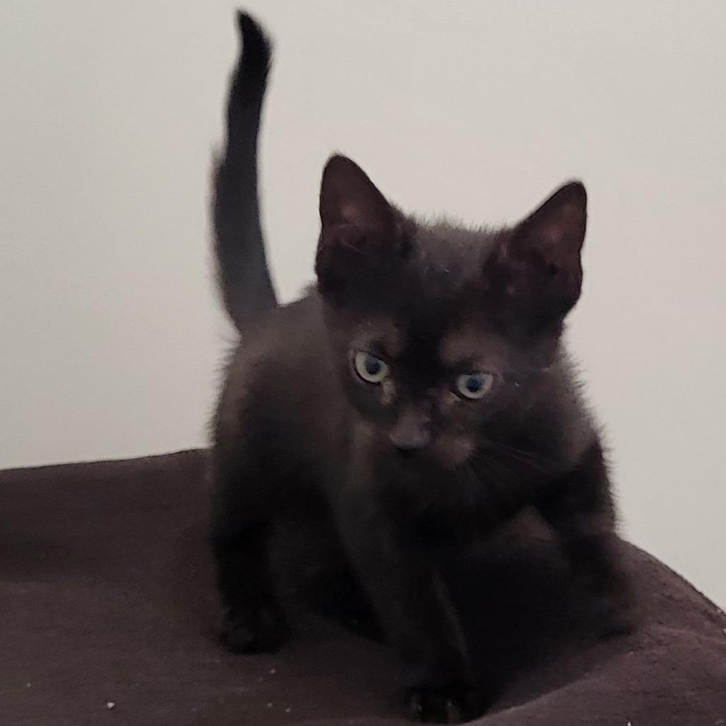 Forge — thumbnail 2