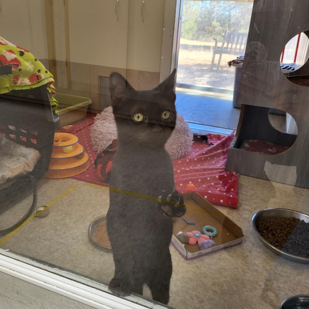 Forge — thumbnail 3