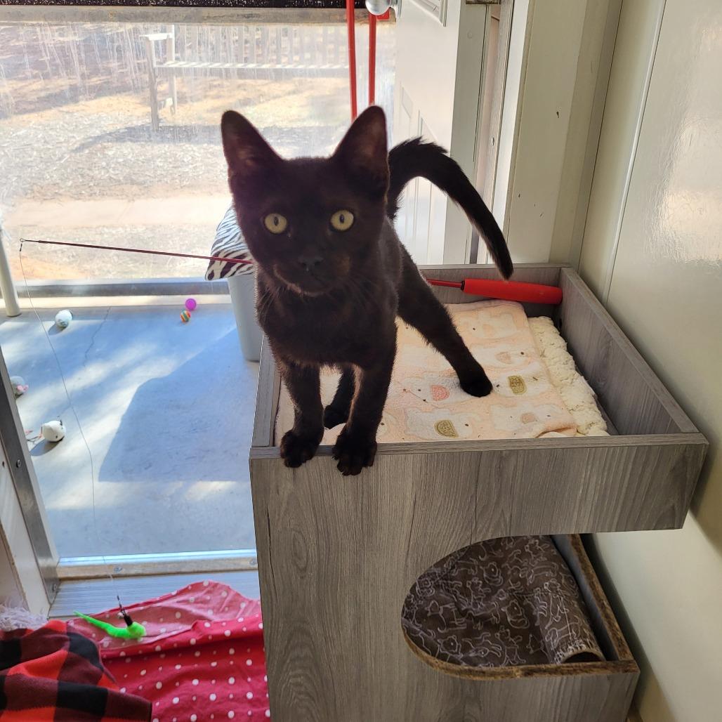 Forge — thumbnail 4