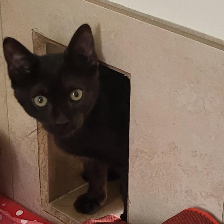 Forge — thumbnail 6