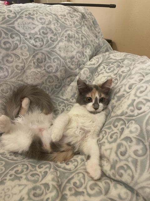 Heidi, Adopted, Young Female Calico.