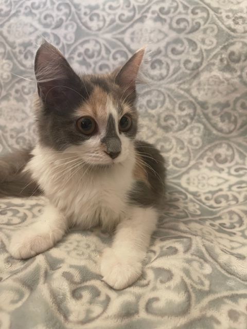 Heidi, a Adopted mixed breed in san antonio, TX image 2/10