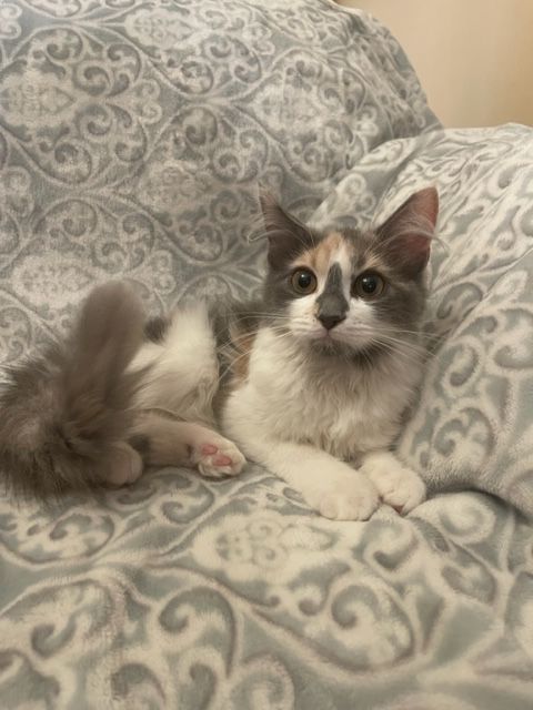 Heidi, a Adopted mixed breed in san antonio, TX image 3/10