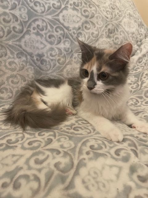 Heidi, a Adopted mixed breed in san antonio, TX image 4/10