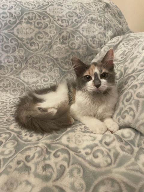 Heidi, a Adopted mixed breed in san antonio, TX image 5/10