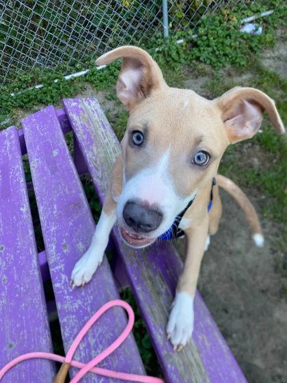 Marco Polo, Adoptable, Puppy Male Mixed Breed & Mixed Breed.