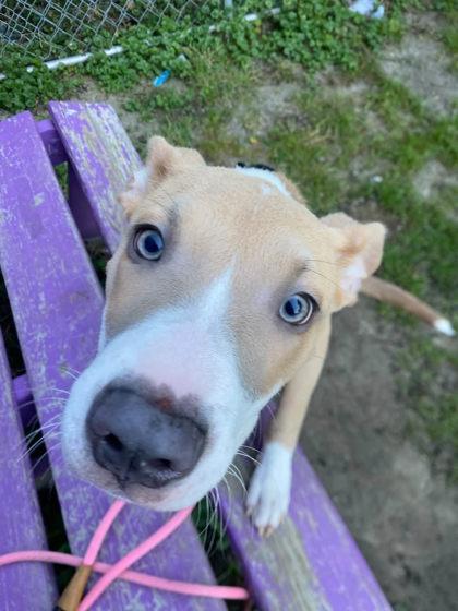 Enlarge Marco Polo, a Adoptable mixed breed in Hobart, IN image 2/2
